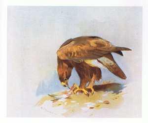 イヌワシの研究、パブ。ブッククラブアソシエイツ、1972年 作： Archibald Thorburn